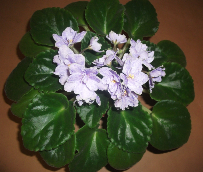 DSCF72771.jpg