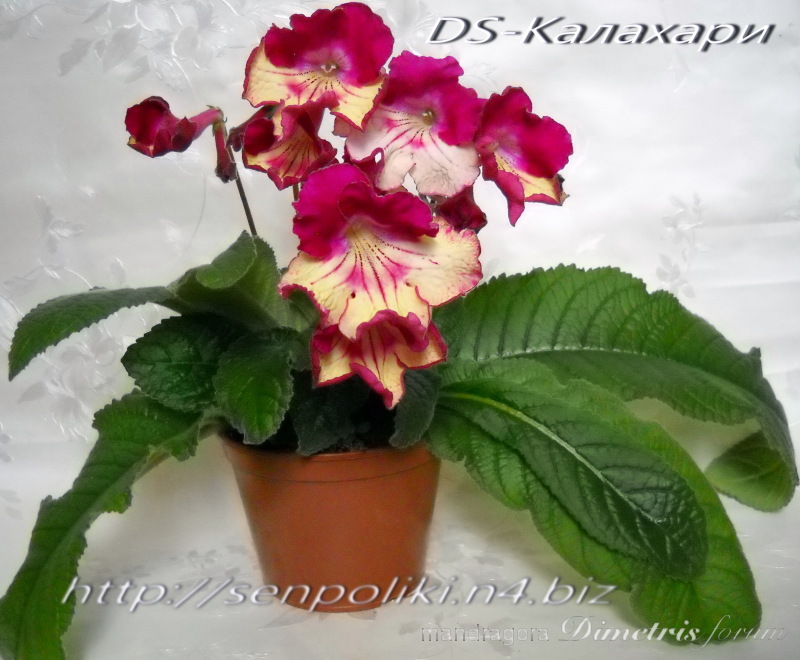 DSCN0091.jpg