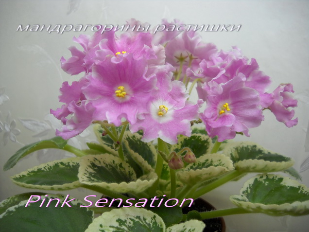 DSCN4116 ф.jpg