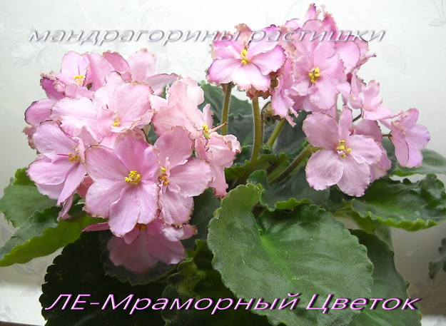 DSCN4156 .jpg