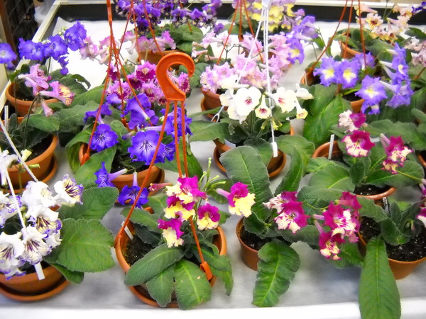 DSCN4172.JPG