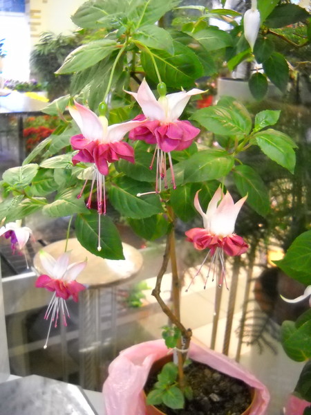 DSCN4288.JPG