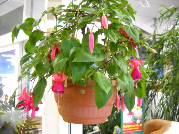 DSCN4291.JPG