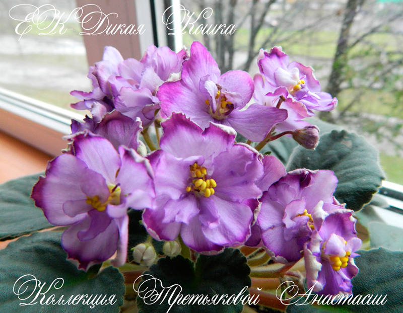 DSCN5035.jpg