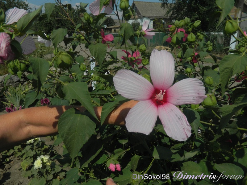 DSCN6110.JPG