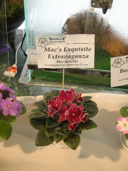 DSCN6296 - Mac's Exquisite Extravaganza (G. McDonald) -  _sm.jpg