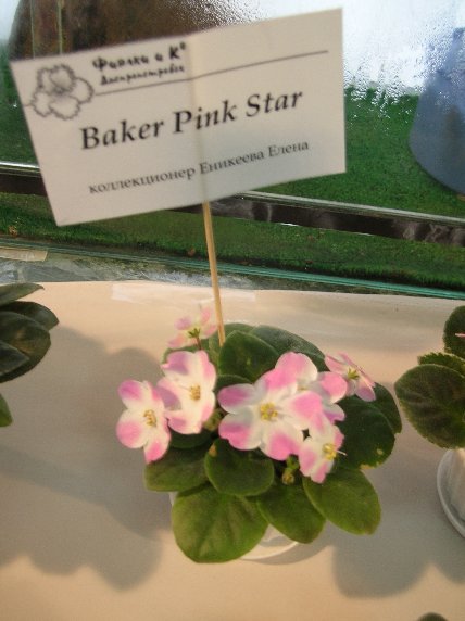 DSCN6297 - Baker Pink Star (Anthoflores) -  _sm.jpg