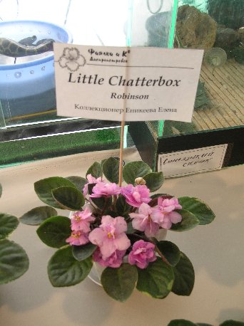 DSCN6384 - Little Chatterbox (S. Sorano) -  _sm.jpg