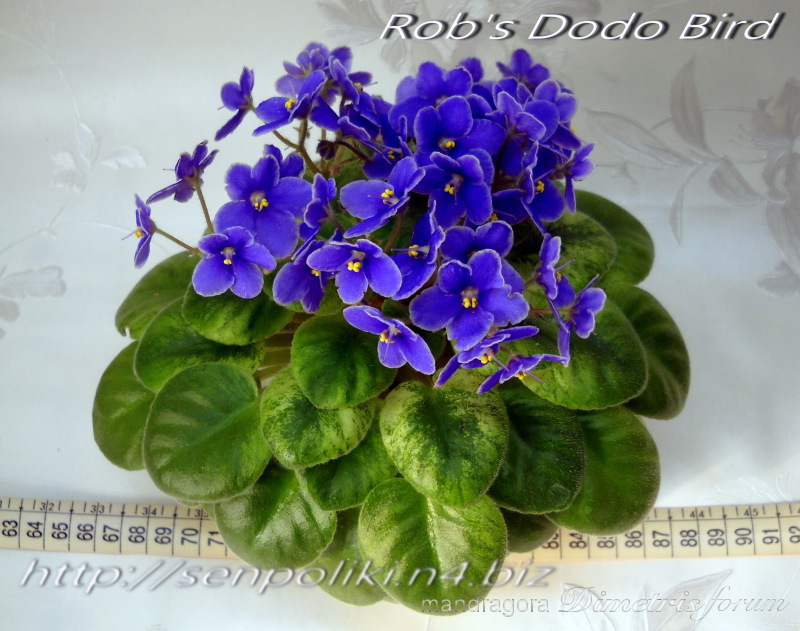 DSCN7059.jpg