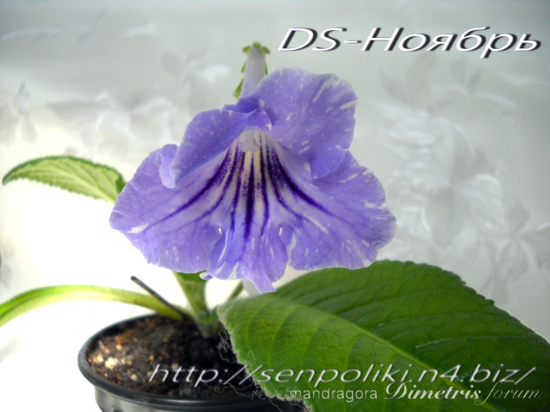 DSCN7197.jpg