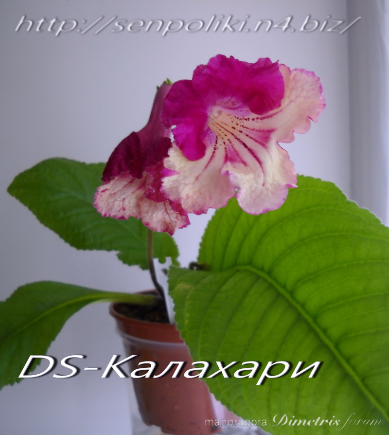 DSCN7235.jpg