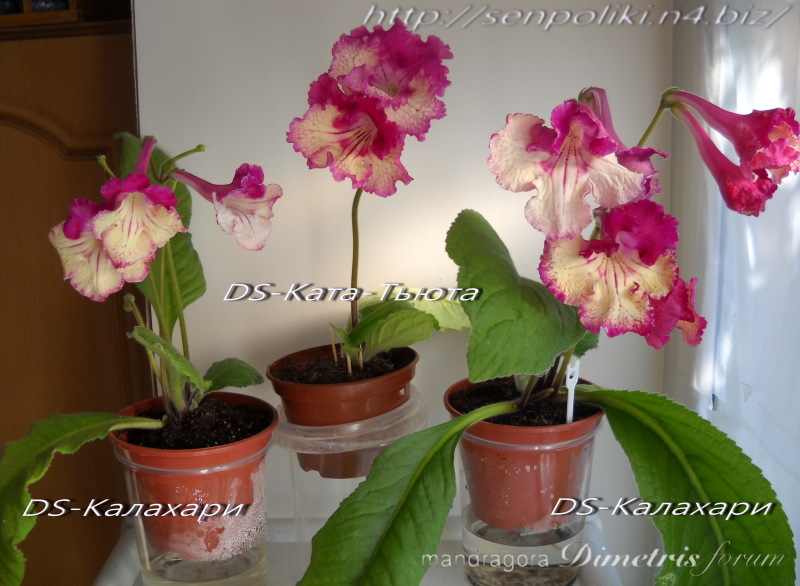 DSCN7460.jpg