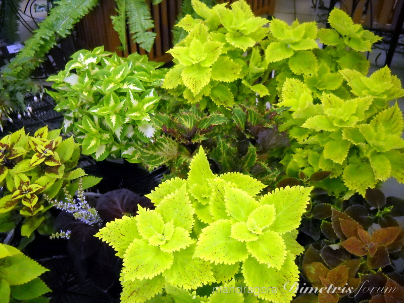 DSCN8328.jpg