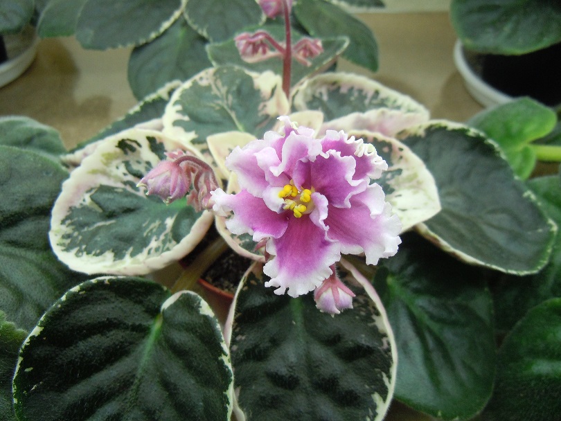DSCN8795.JPG