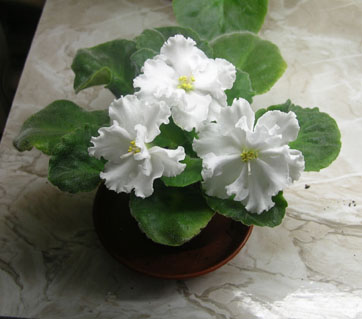 DSCN9579_crop_web.jpg