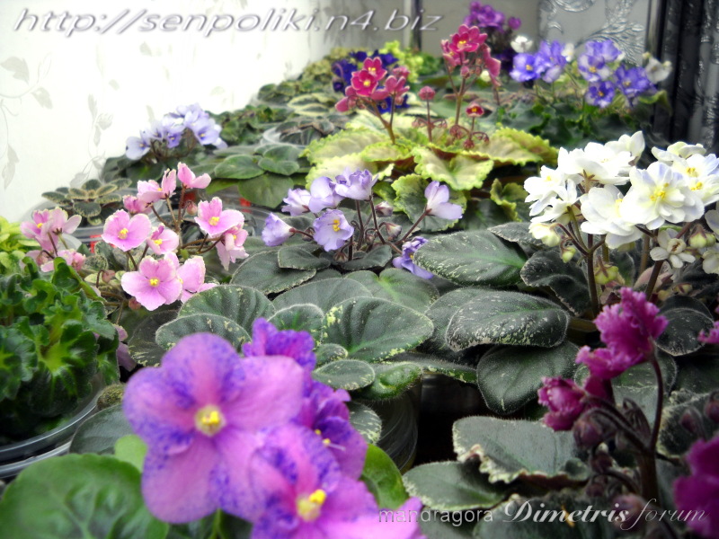 DSCN9682.jpg