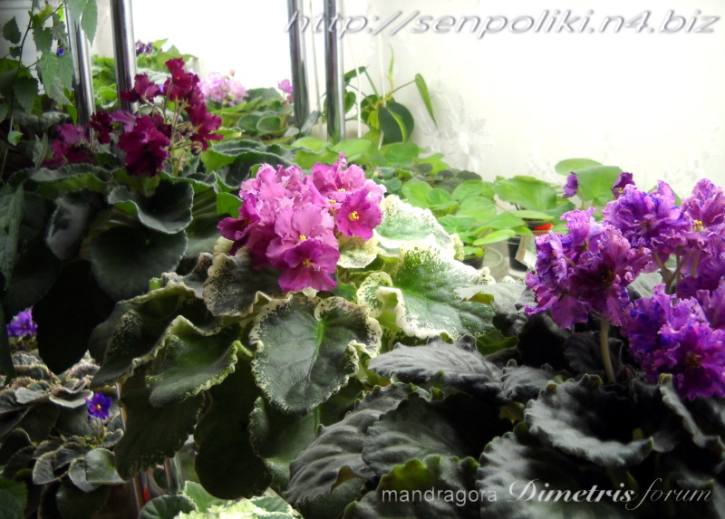DSCN9690.jpg