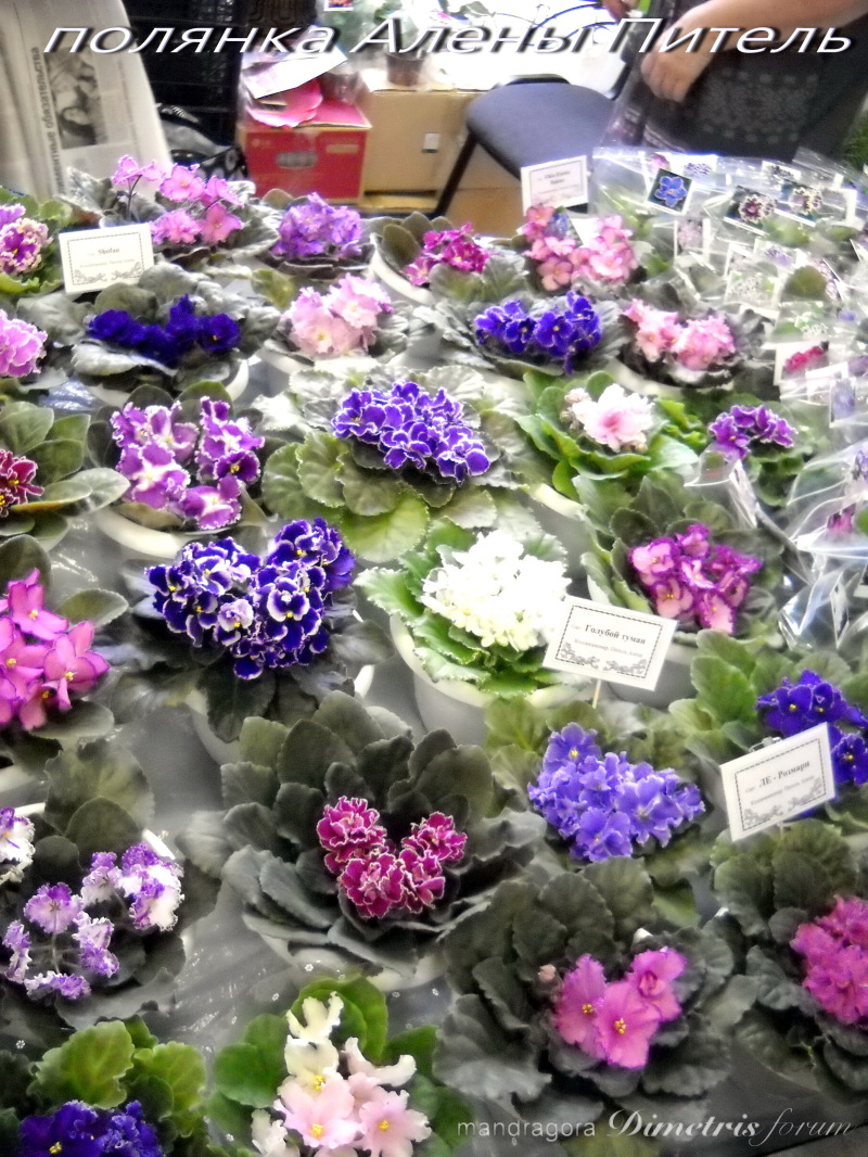 DSCN9909.jpg