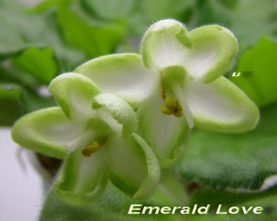 emeraldlove1_534.jpg