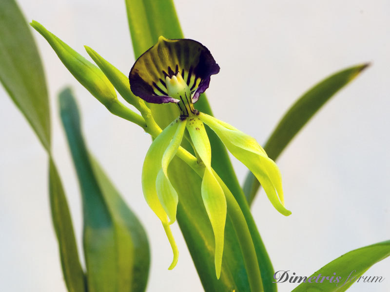 Encyclia-cochleata.jpg