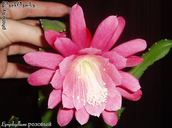 Epiphyllum .jpg