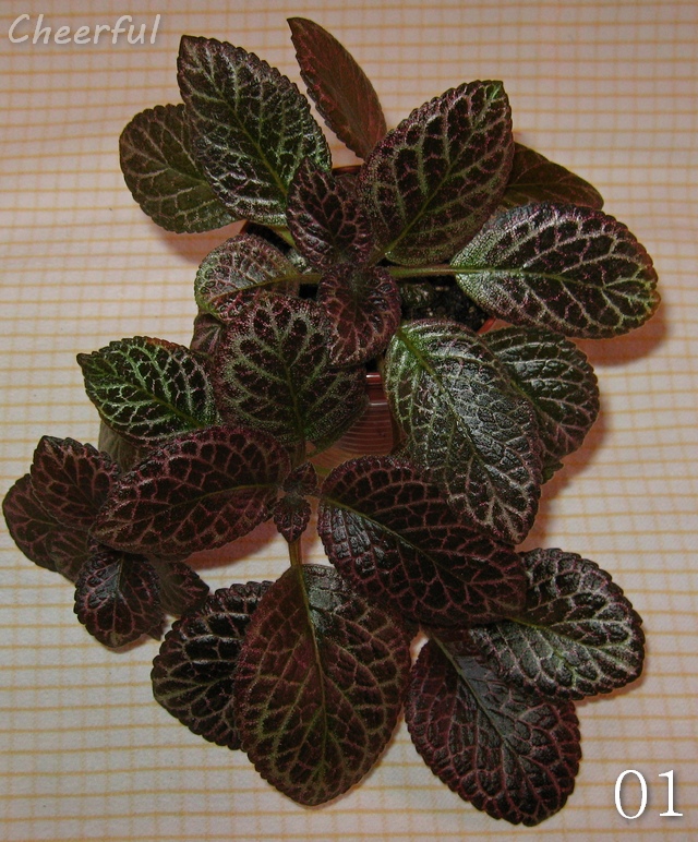 episcia  1 16.01.15.jpg