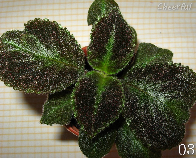 episcia 3 16.01.15.jpg