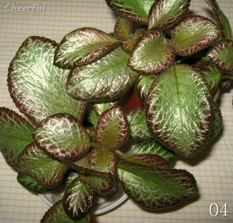 episcia  4 16.01.15.jpg