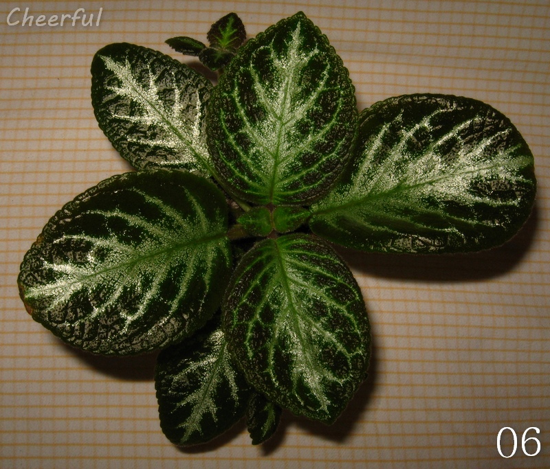 episcia  6 16.01.15.jpg