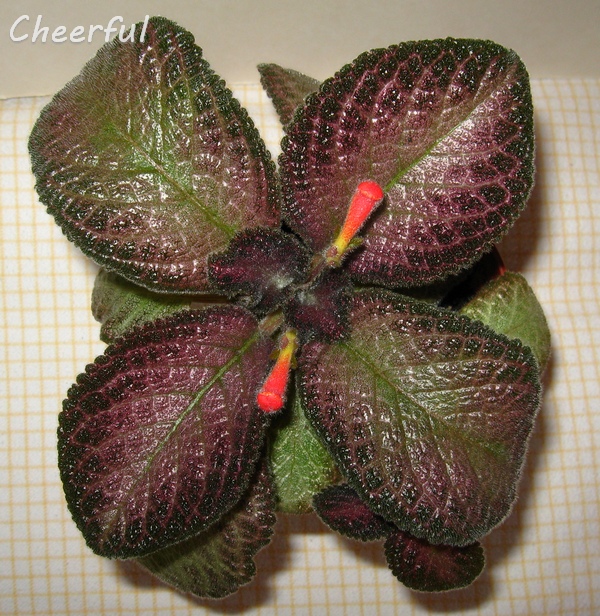 episcia N4 31.07.15.jpg