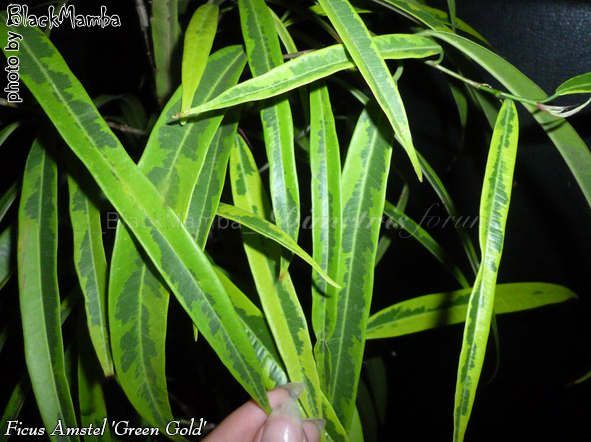 Ficus Amstel 'Green Gold'.jpg