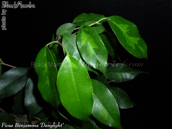 Ficus Benjamina 'Denylight'.jpg