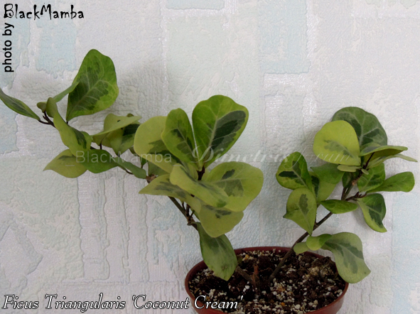 Ficus Triangularis 'Coconut Cream'.jpg