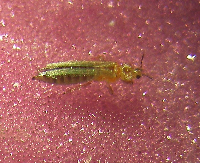 Franklinella occidentalis 2.jpg