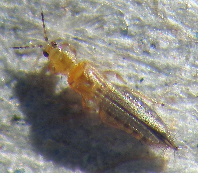 Franklinella occidentalis 3.jpg