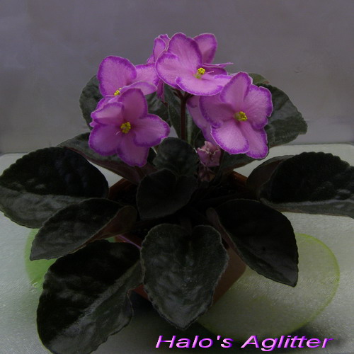 Halo's Aglitter_1.jpg
