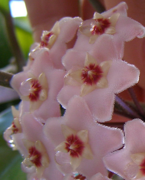 hoya5_126.jpg