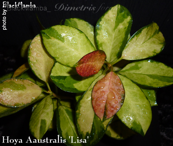 Hoya Aaustralis 'Lisa'.jpg