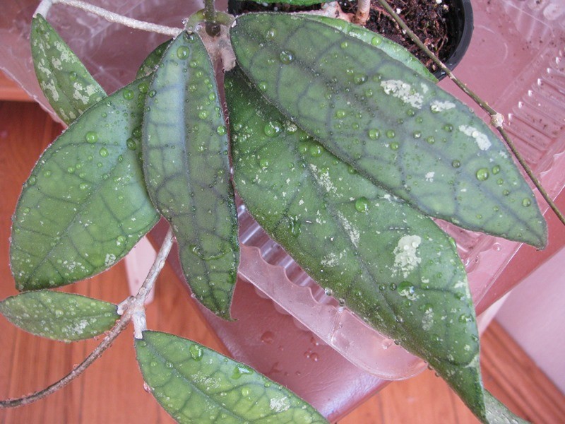 Hoya Finlaysonii EPC-317.jpg