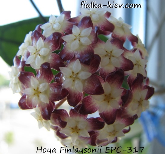 Hoya Finlaysonii EPC-317 (2).JPG