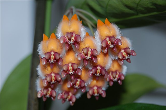 hoya_praetorii2_125.jpg