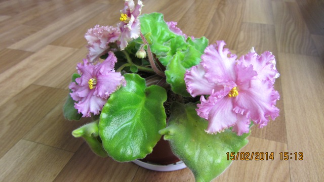 IMG_0748web.jpg