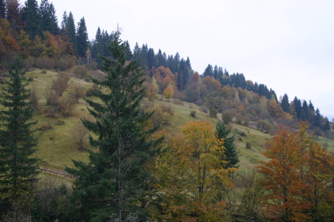 IMG_1753_ .JPG