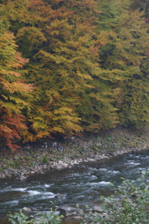 IMG_1794_ .JPG