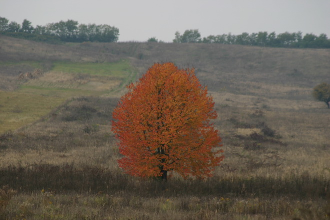 IMG_1828_ .JPG