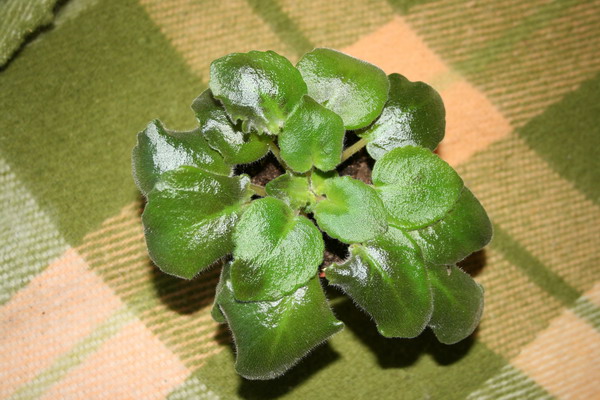 IMG_4122_resize.JPG