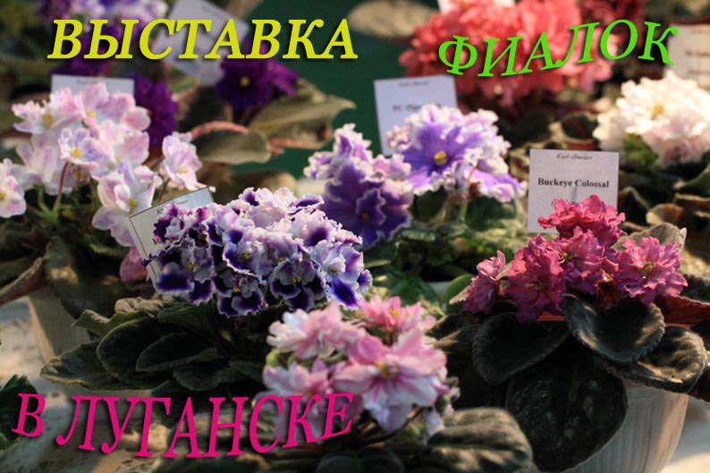 IMG_4132 копия.jpg