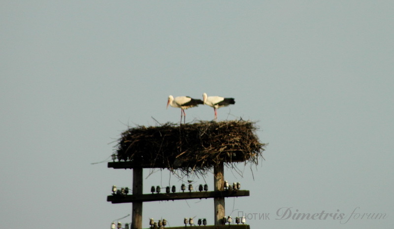 IMG_9887.JPG