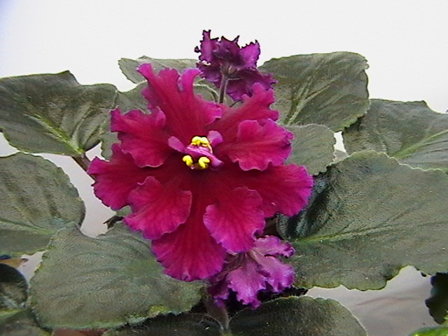 IMGA3008.JPG