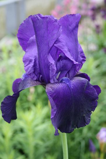 iris 2008.JPG